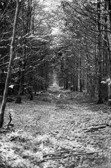 A black and white photo of a footpath going deep into a forest. The foreground is blurred with a bokeh whilst the background is in focus. The picture is in portrait orientation.
