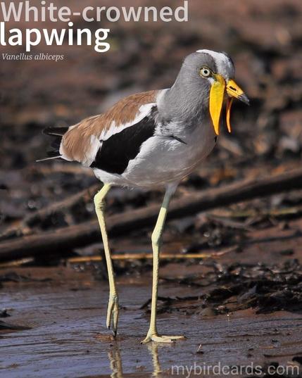 🌍 White-crowned lapwing (Vanellus albiceps)

The white-crowned lapwing, also known as the white-headed lapwing, white-headed plover, or white-crowned plover, is a medium-sized wader with a striking appearance. It has a brown back, black and white wings and tail, and white underparts. Its head is grey with a white crown and foreneck, and it has yellow wattles, eye rings, and legs. The white-crowned lapwing is found throughout tropical Africa, usually near large rivers. It is most active during the day and feeds on insects and other small invertebrates. It is a vocal bird, with a loud "kreeep" call.

Conservation status: Least Concern (IUCN 3.1)

📷: Photo by leonbasson via Pixabay

GVMD