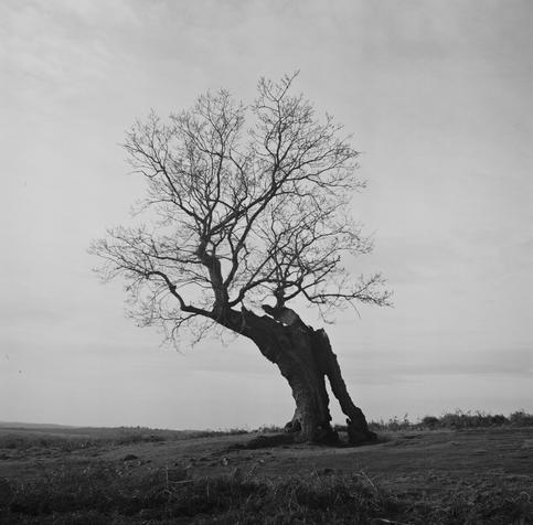 A black and white picture of a tree standing alone in a field. 
The tree trunk is hollow and split in two to the point one can see through its cracks. The top of the tree is leafless.