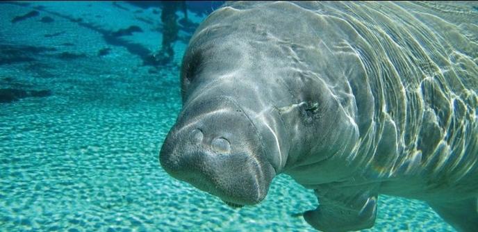 Photo of a manatee, underwater looking at the camera. Light ripples over its back and face.