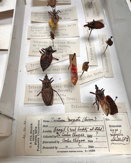 Photograph of a small white tray filled with pinned dried assassin bugs, and typed labels on yellowed paper. One handwritten label reads “Locality: Brazil, Collected by: Dr. Carlos Chagas”