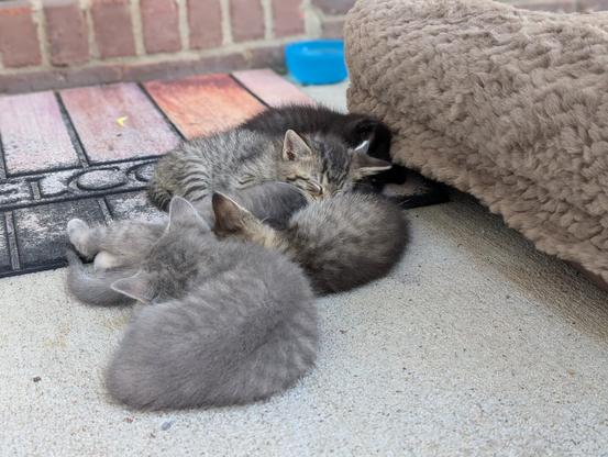 a litter of 5 baby tabby kittens huddled together in a cuddle puddle by a pet bed on a welcome mat and concrete porch