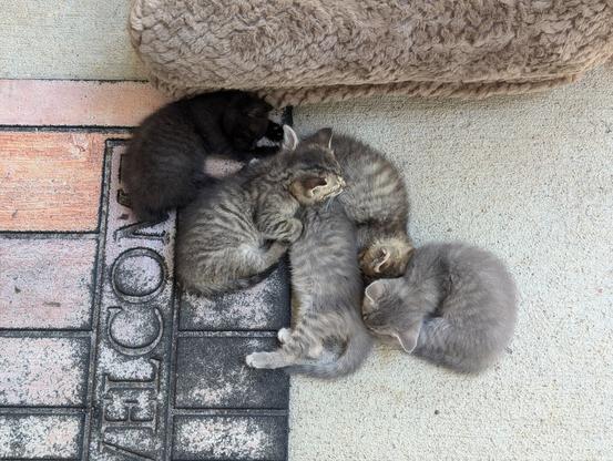 a litter of 5 baby tabby kittens huddled together in a cuddle puddle by a pet bed on a welcome mat and concrete porch