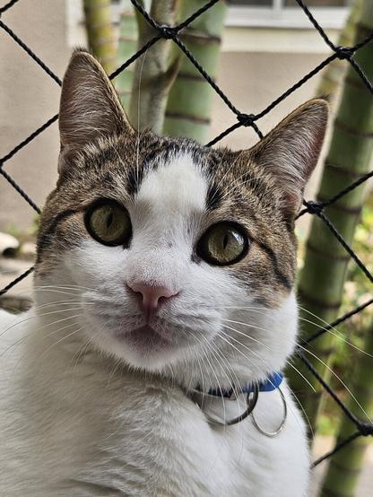 Close-up of a tabby cat named Kinta Pereira, looking directly at the camera with wide, green eyes. Kinta Kinte has white fur on his face, chest, and paws, with brown and black tabby markings on his head and ears. He is wearing a blue collar with a silver tag. The background is a black safety net, with some greenery visible behind it.