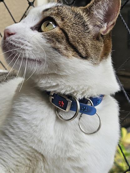 Close-up profile view of Kinta, looking upwards and to the left. He has white fur on his chest and paws, with brown and black tabby markings on his head and ears. He is wearing a blue collar with silver tags. A black safety net is visible in the background.