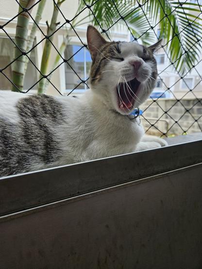 Kinta is captured mid-yawn while lying down. His eyes are closed and his mouth is wide open, showing his teeth and tongue. He has white fur, with brown and black tabby markings on his back and head. He is wearing a blue collar. He is lying on a ledge in front of a black safety net, with a blurred background of greenery and buildings.