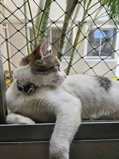 Kinta lies on a ledge, facing to the right with one paw extended forward. He has white fur, with brown and black tabby markings on his back, head, and tail. He is wearing a blue collar with a silver tag. He is positioned in front of a black safety net, with a blurred background of green palm trees and a building.