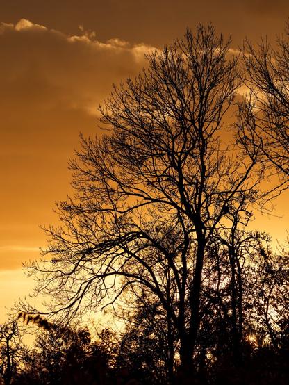 A striking silhouette of a tree stands against a fiery orange sky, its bare branches intricately weaving into the warm hues of the sunset. The surrounding foliage is dimly outlined, blending into the shadowy foreground. Soft clouds drift above, their golden edges catching the fading light, creating a dramatic yet tranquil atmosphere. The scene exudes a sense of quiet resilience and natural beauty, with the tree appearing both delicate and steadfast amidst the glowing backdrop