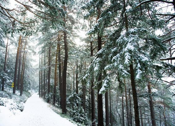 Snowy forest in Semmering, lower austria