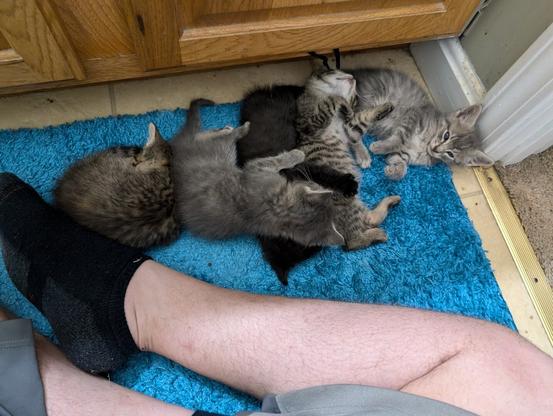brown, gray, black, brown, and gray baby tabby kittens cuddled up in a row on a blue bathroom rug