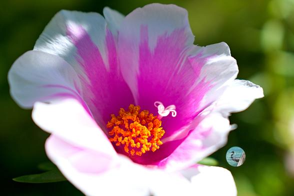 An outdoor, daylight, close-up photograph of a moss rose flower. The flower is shaped like a cup and has pink on the center part of its petals with pink streaks running up to the white outer parts of the petals. There is a ball of yellow, pollen-covered stamen in the center.