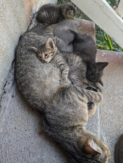 mama tabby cat lying on her side on porch steps, paws held out, brown and gray and black tabby kittens nestled around her, another brown blue-eyed baby tabby kitten draped over her belly