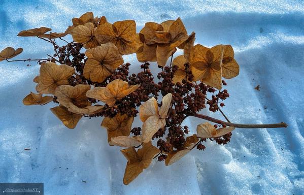 Dried brown hydrangea flowers on the snow.