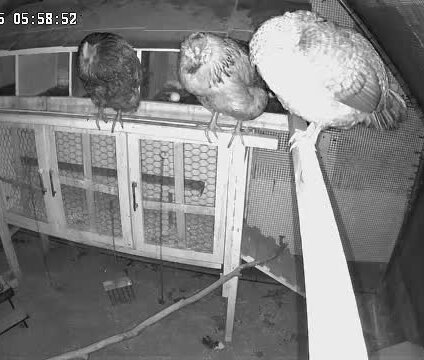 Night camera showing 3 hens sleeping on their perch.