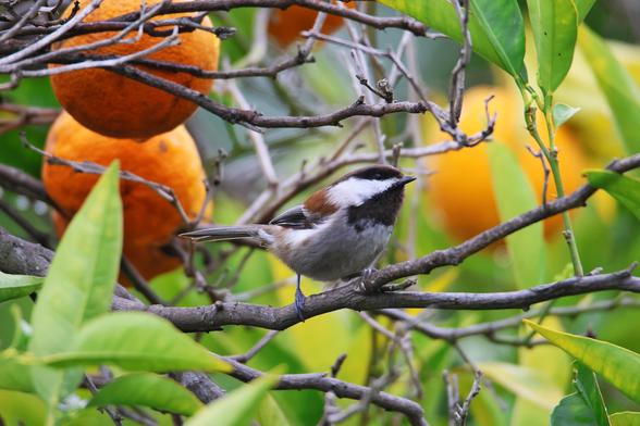 A Chestnut Backed Chickadee — a small songbird with a white body, striated black wings, brown back, black throat, and distinctive black cap — stands on thin branch of an orange tree. There are oranges and leaves scattered about in the background.