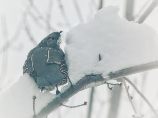 Photo of a plump female California quail--a wonderful slate-blur and brown bird with creamy, quill-like markings on eir breast and wings--sitting up in a curved, slightly budding maple branch in my backyard. The branch is banked with nearly half a foot of snow, which flanks the quail on either side. Our lady quail has eir back to us and has just turned away from snacking on the snowbank on eir right to look over eir right shoulder towards us. The little quotation mark of eir forehead crest looks demure and childlike, and eir stubby bill is covered in an icy fuzz of snow.
The photo has been heavily filtered to add light, as the white of the snowing sky, the branches, and all around has otherwise done impossible things to visibility and color in the photo.
