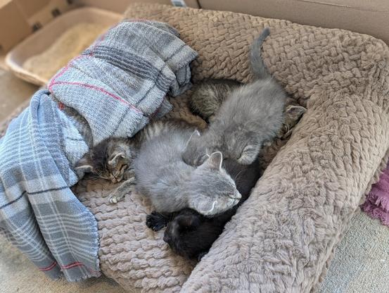 two gray baby kittens sleeping on top of two brown tabby kittens and a black tabby kitten, on a tan pet bed with gray plaid blanket draped over the side