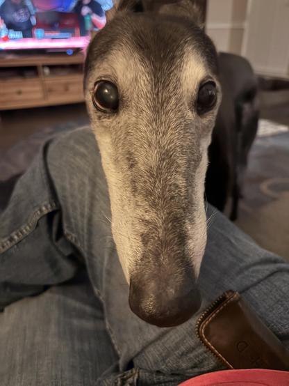 Photo of a black greyhound’s face looking into the camera, showing his aged white face. His body is tucked neatly behind his head, showing very little due to perspective.