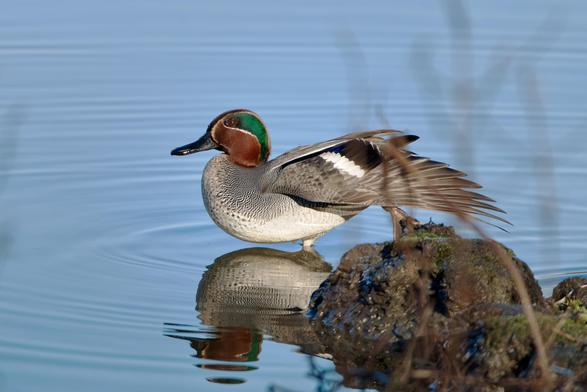 Drake Teal stretching