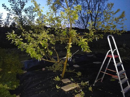 Frankenstein tree with several apple varieties grafted on