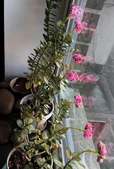 A row of small, potted green plants in a windowsill with multiple small pink blooms.