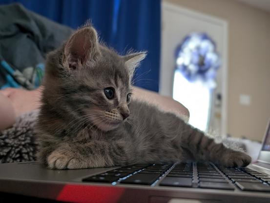 gray baby tabby kitten laying on a framework laptop keyboard, button blue eyes looking at then screen, background light shining through a blue wreath in the front door window beside blue curtains