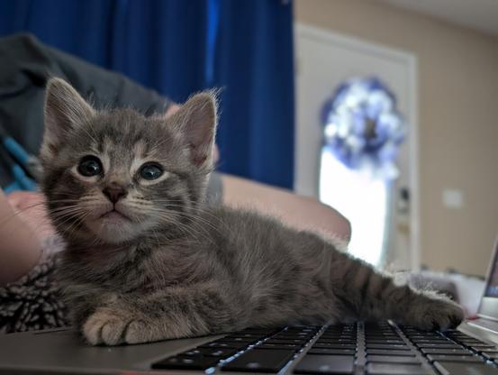 gray baby tabby kitten laying on a framework laptop keyboard, button blue eyes looking up ahead, background light shining through a blue wreath in the front door window beside blue curtains