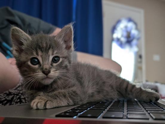 gray baby tabby kitten laying on a framework laptop keyboard, button blue eyes looking ahead, background light shining through a blue wreath in the front door window beside blue curtains