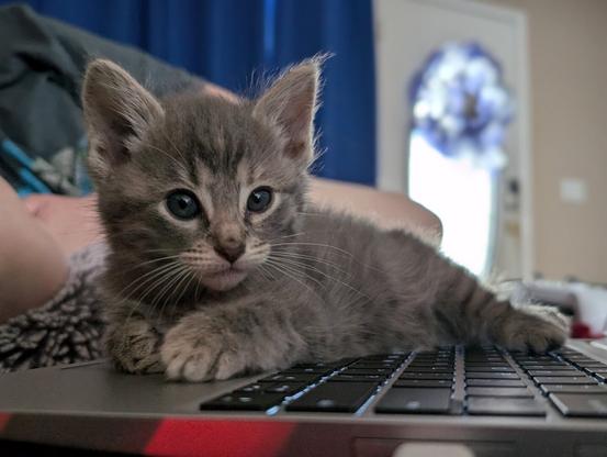 gray baby tabby kitten laying on a framework laptop keyboard, button blue eyes looking ahead slightly to the side, background light shining through a blue wreath in the front door window beside blue curtains