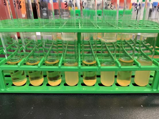 Eight test tubes with yeast culture on a green rack. Seven cultures have flocculation, while three don’t.
