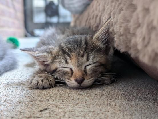 baby brown tabby cat sleeping head down between paw and cat bed on concrete porch, one ear up, the other down blurry box fan and green fuzz ball in the background