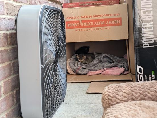 black, brown, and gray baby tabby kittens sleeping atop blanket in a large cardboard box, a black box fan against a brick wall on a small concrete porch