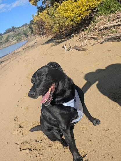 Max (a black lab) sitting and grinning widely on a sandy beach. He is wearing a dapper light blue harness. Behind him in the right is a bush with yellow flowers, on the left a hint of the bay and a blue sky with clouds. In the foreground you can see the photographer's shadow)