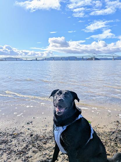 Same black lab grinning at the camera with the bay and sky behind him, along with the long low Richmond-San Rafael bridge.