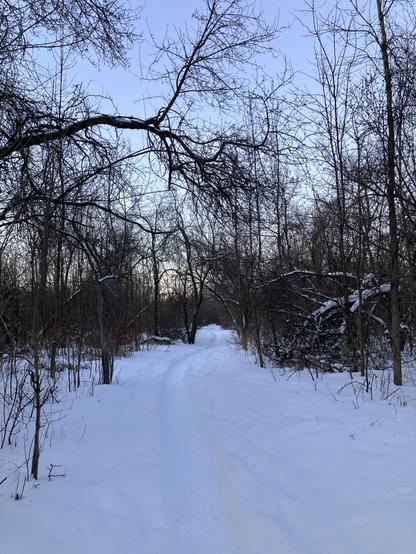 A snowy trail at dusk. A single track is trampled through the snow as the path winds through bare trees and brush. The sky is blue with yellow
 along the horizon.