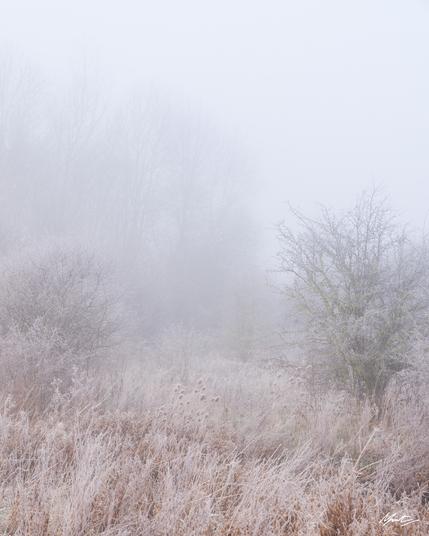 a high key image of frozen grasses, thistles, and trees slowly dissolving into light and fog.