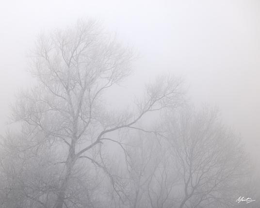 "Willow Dreams" - a gentle image of a row of willow trees on a bank in fog, with one particular tree reaching out over the rest on a diagonal.