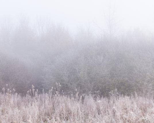 layers of texture and subtle colour go from top to bottom in this image of frozen grasses, thorn shrubs, and woodland in fog