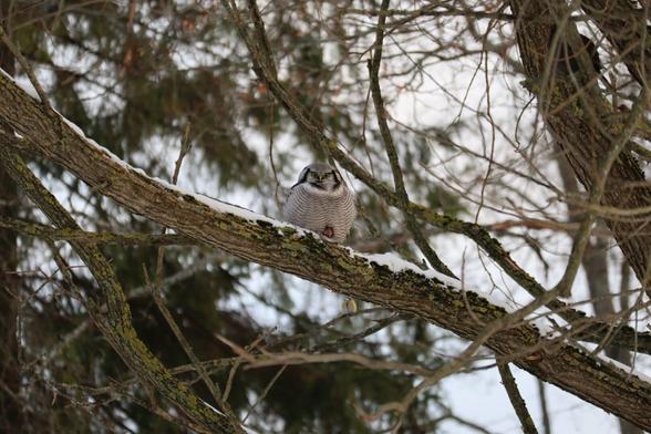 A photo of a northern hawk owl perching on a willow branch with a half-eaten rat.