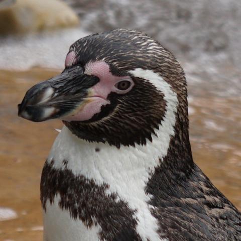 Closeup of the head of a Humboldt Penguin , showing it's mostly black head with a white border that runs from behind the eye, around the black ear-coverts and chin, and joins at the throat.