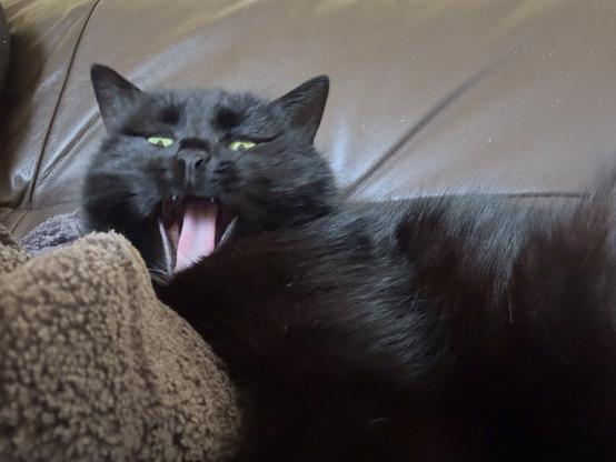 Eine schwarze Katze gähnt auf einem braunen Ledersofa liegend. Ihre leuchtend grünen Augen sind halb geschlossen, und ihr rosa Maul ist weit geöffnet, wobei ihre weißen Zähne sichtbar sind. Das Fell der Katze ist glänzend schwarz und leicht zerzaust.