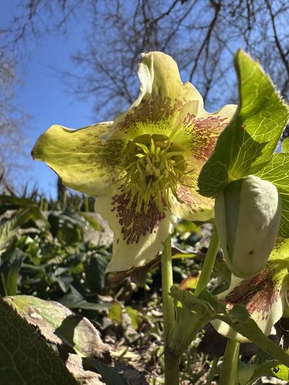 A yellowish green hellebore with some reddish spots shot from below, so it’s very contrast against blue skies. The petals of this one are surprisingly triangular