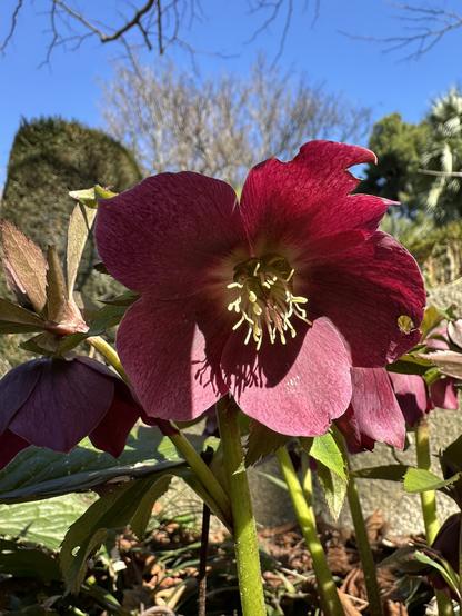 A hellebore flower of a deep cherry colour against blue sky. Due to the round petal and vibrant colour, it’s reminiscent of a rosa rather than a usual hellebore