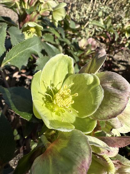 Most classic green hellebore flower. It looks extremely soft and gentle, and as if it is emitting light