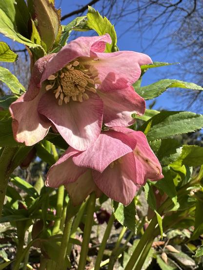 Gently rose hellebore flowers shot from below to show the flower center. In a bright sunlight, the petals seem semi-transparent