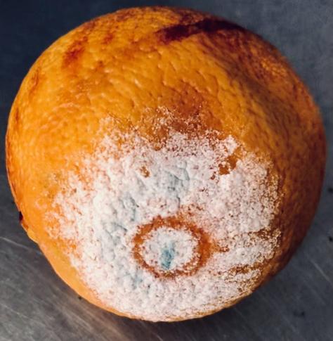 Ein Bild einer Orange, die mit Schimmel bedeckt ist. Die Orange hat eine orange Farbe und ist von Schimmel bedeckt, der hauptsächlich weiß und blau ist. In der Mitte der Orange ist ein brauner Kreis, der die Mitte des Schimmelbefalls markiert.

Bereitgestellt von @altbot@fuzzies.wtf, generiert mit Gemini