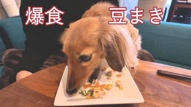 【満腹でゲップ】ドライフードで豆まきして爆食マダム暴走【カニンヘンダックスえびすの日常】