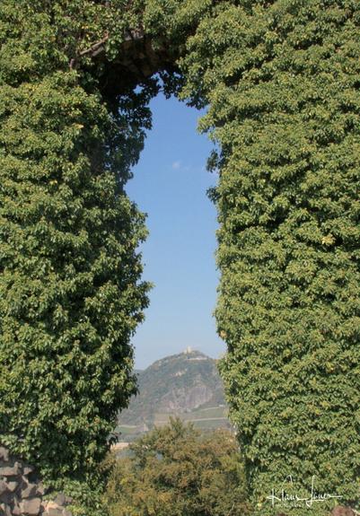 Auf dem Foto schaut man durch die Öffnung des Efeubewachsenen Rolandsbogens über Bäumen hinweg auf den Drachenfels.