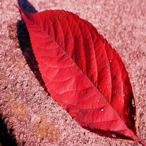 A single red leaf on red underground