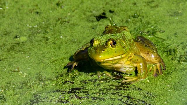 A bullfrog covered in algae, in ABC algae covered pond
